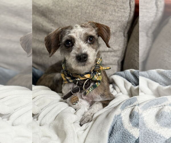 Medium Photo #2 ShiChi Puppy For Sale in Phoenix, AZ, USA