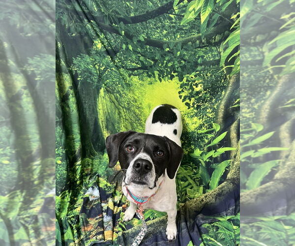 Medium Photo #2 Mutt Puppy For Sale in Candler, NC, USA