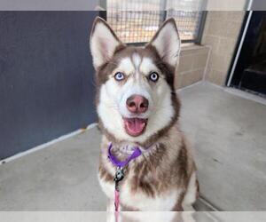Siberian Husky-Unknown Mix Dogs for adoption in Denver, CO, USA