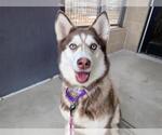 Small Siberian Husky Mix