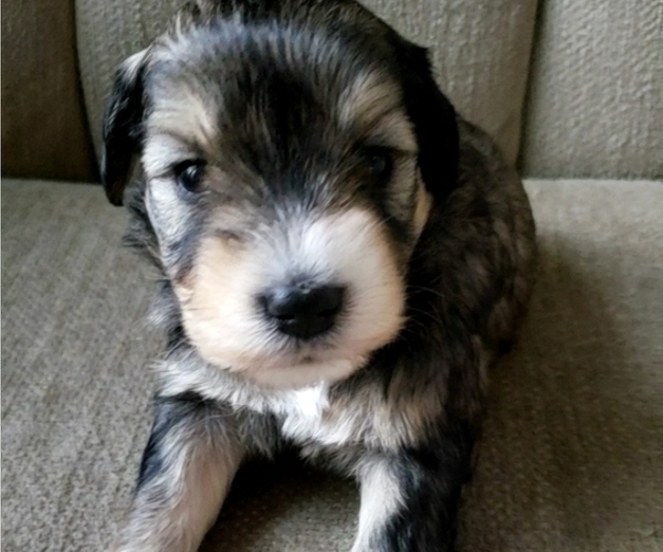 Medium Photo #18 Schnauzer (Miniature) Puppy For Sale in LEESBURG, VA, USA
