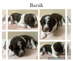 Lagotto Romagnolo Puppy for Sale in VANCOUVER, Washington USA