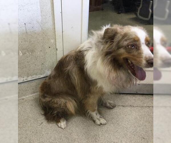 Medium Photo #1 Australian Shepherd Puppy For Sale in Riverside, CA, USA