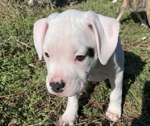 Medium Photo #13 American Bully-Boxer Mix Puppy For Sale in PORTSMOUTH, VA, USA