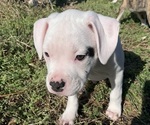 Small Photo #13 American Bully-Boxer Mix Puppy For Sale in PORTSMOUTH, VA, USA