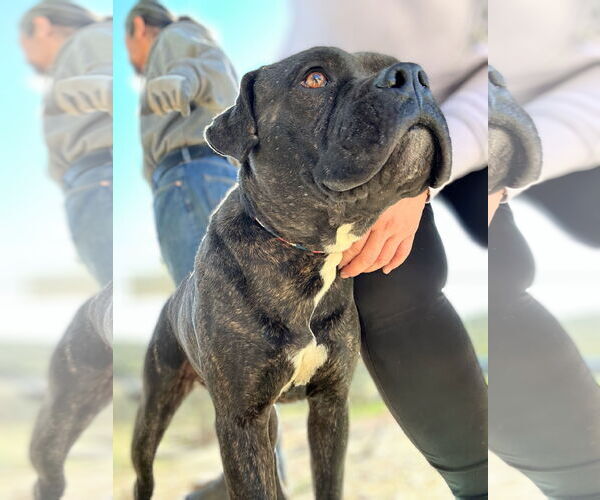 Medium Photo #11 Boxer-Unknown Mix Puppy For Sale in San Diego, CA, USA