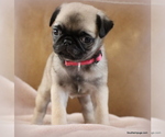 Small Photo #22 Pug Puppy For Sale in WINNSBORO, TX, USA