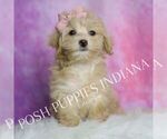 Puppy Peach Maltipoo (Miniature)