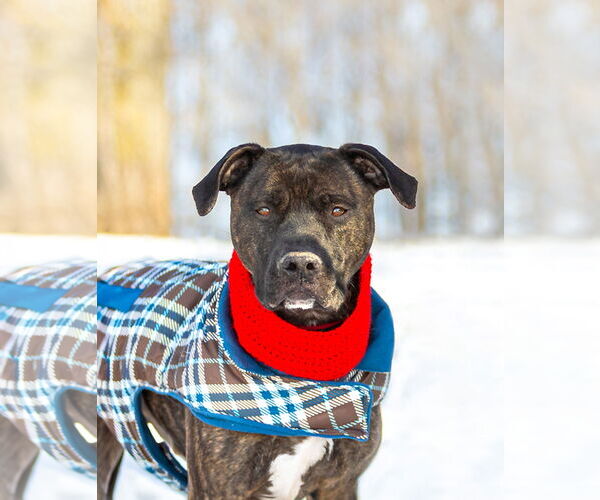 Medium Photo #3 Mutt Puppy For Sale in Unionville, PA, USA