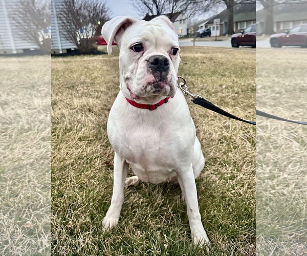 Medium Photo #3 Boxer Puppy For Sale in Dumont, NJ, USA