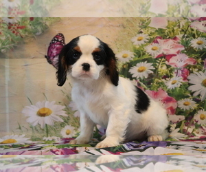 Cavalier King Charles Spaniel Puppy for sale in SHILOH, OH, USA