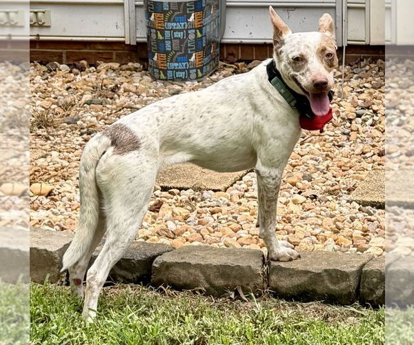 Medium Photo #10 Mutt Puppy For Sale in Mooresville, NC, USA