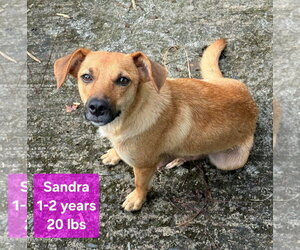 Chihuahua-Labrador Retriever Mix Dogs for adoption in Virginia Beach, VA, USA