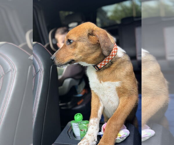 Medium Photo #2 Mutt Puppy For Sale in Fenton, MO, USA