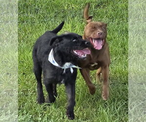 Fletch - Male Mutt Dog for Adoption - Photo #2