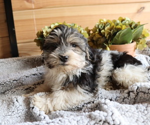 Maltipoo Puppy for sale in HONEY BROOK, PA, USA