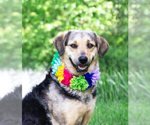 Mutt Dogs for adoption in Unionville, PA, USA