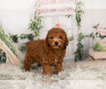 Puppy 11 Poodle (Toy)