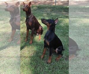 Father of the Doberman Pinscher puppies born on 09/22/2023