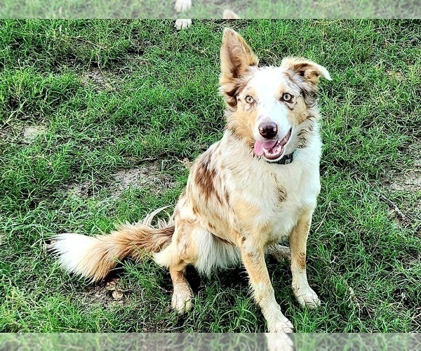 Medium Photo #1 Border Collie Puppy For Sale in BYBEE, TN, USA