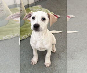 Labrador Retriever-Unknown Mix Dogs for adoption in Sterling, MA, USA