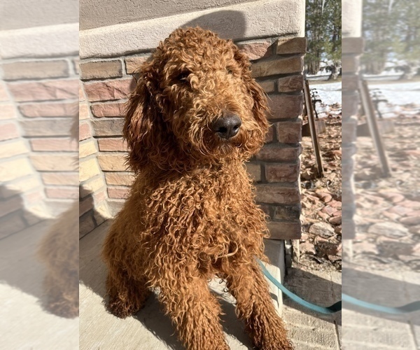 Medium Photo #1 Labradoodle Puppy For Sale in LOMA, CO, USA