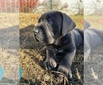 Small Photo #12 Cane Corso Puppy For Sale in COLONIAL HEIGHTS, VA, USA