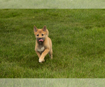 Small Photo #42 Shiba Inu Puppy For Sale in MILLERSBURG, IN, USA