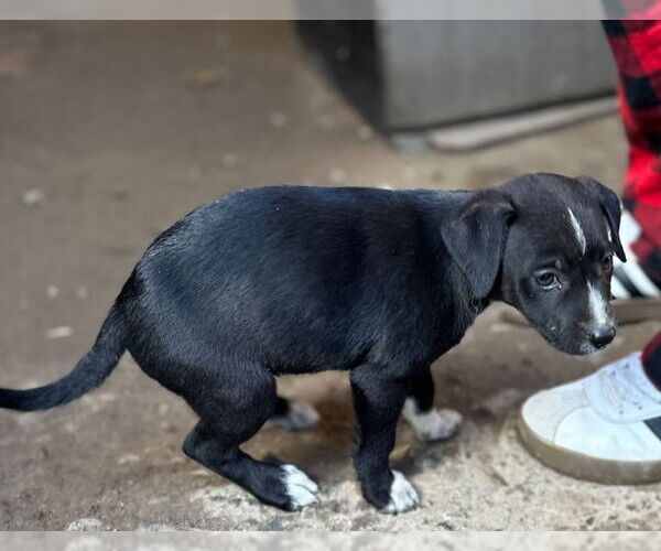 Medium Photo #2 Chihuahua-Unknown Mix Puppy For Sale in San Diego, CA, USA