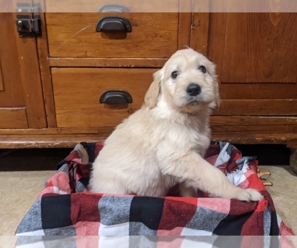 Medium Photo #2 Goldendoodle Puppy For Sale in PORT TREVORTON, PA, USA