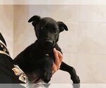 Small Labrador Retriever