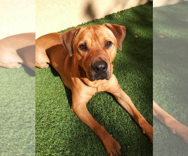 Medium Photo #41 Labrador Retriever-Unknown Mix Puppy For Sale in Pompano Beach , FL, USA