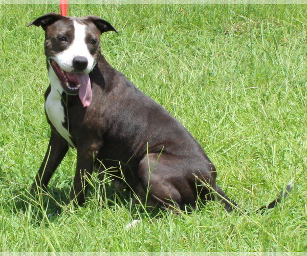 Medium Photo #4 Mutt Puppy For Sale in Prattville, AL, USA