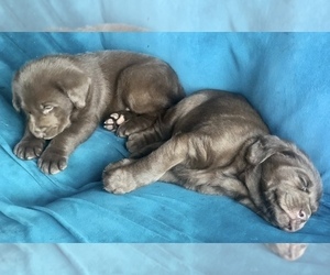 Labrador Retriever Puppy for sale in ALDERPOINT, CA, USA