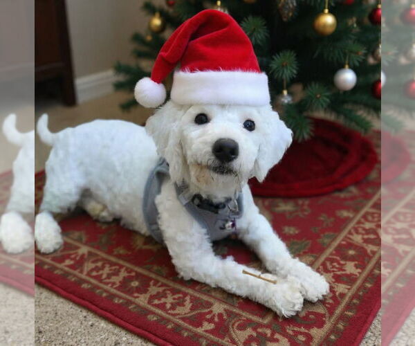 Medium Photo #2 Poodle (Miniature)-Unknown Mix Puppy For Sale in Phoenix, AZ, USA