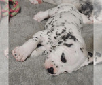 Small Photo #6 Dalmatian Puppy For Sale in FORT DODGE, IA, USA