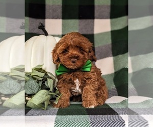 Cavapoo Puppy for sale in BIRD IN HAND, PA, USA