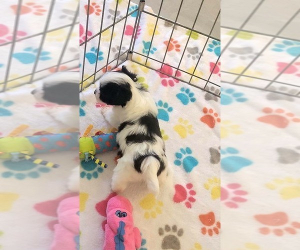 Medium Photo #5 Papitese Puppy For Sale in ORO VALLEY, AZ, USA