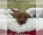 Small #1 Goldendoodle (Miniature)