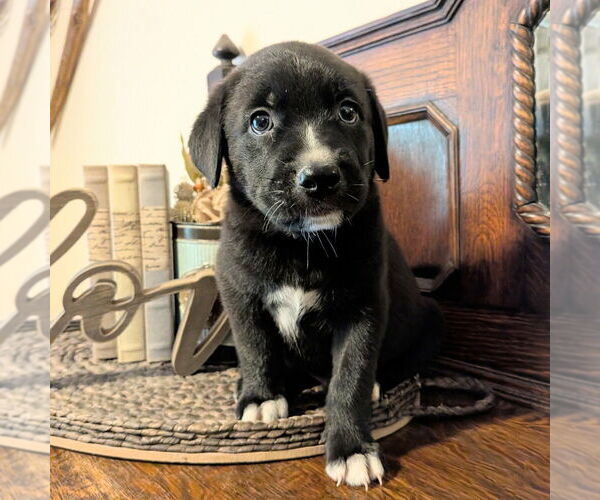 Medium Photo #2 Golden Retriever-Unknown Mix Puppy For Sale in Vail, AZ, USA