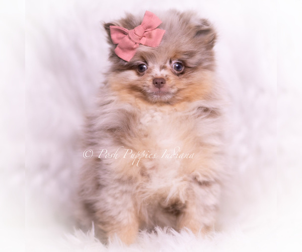 Medium Photo #1 Pomeranian Puppy For Sale in WARSAW, IN, USA