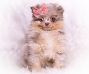 Medium Pomeranian