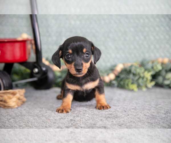 Medium Photo #3 Dachshund Puppy For Sale in ELIZABETHTOWN, PA, USA