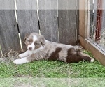 Small Photo #6 Miniature Australian Shepherd Puppy For Sale in WICHITA FALLS, TX, USA
