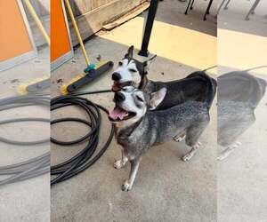 Hattie - Female Siberian Husky-Unknown Mix Dog for Adoption - Photo #7