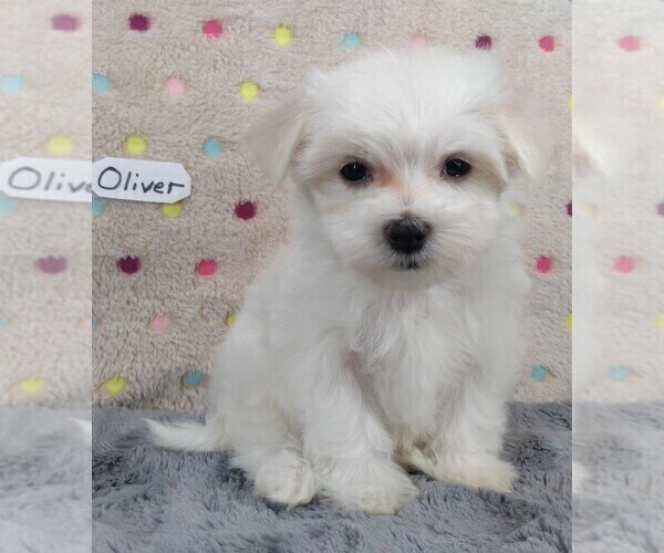 Medium Photo #4 Maltese Puppy For Sale in MOMEYER, NC, USA
