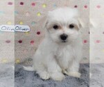 Small Photo #4 Maltese Puppy For Sale in MOMEYER, NC, USA
