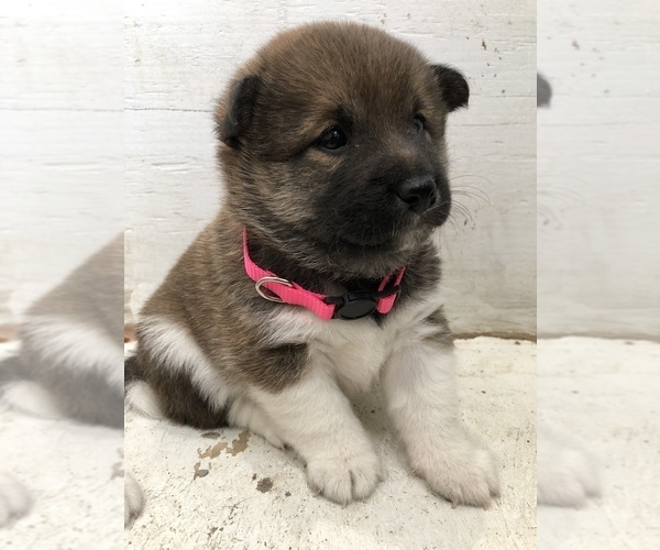 Medium Photo #2 Shiba Inu Puppy For Sale in HARRISBURG, MO, USA