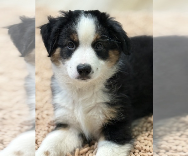Medium Photo #1 Miniature Australian Shepherd Puppy For Sale in PENSACOLA, FL, USA