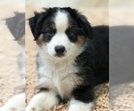 Puppy Puppy 2 Miniature Australian Shepherd